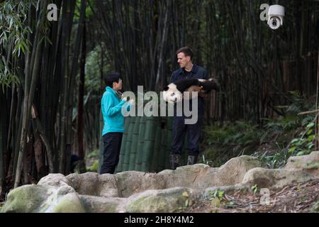 VERÖFFENTLICHUNG: 6. April 2018 TITEL: Pandas STUDIO: IMAX REGIE: David Douglas, Drew Fellman HANDLUNG: In den Bergen von Sichuan, China, verbindet sich ein Forscher mit Qian Qian, einem Panda, der die Natur zum ersten Mal erleben wird. (Bild: © IMAX/Entertainment Picturs) Stockfoto