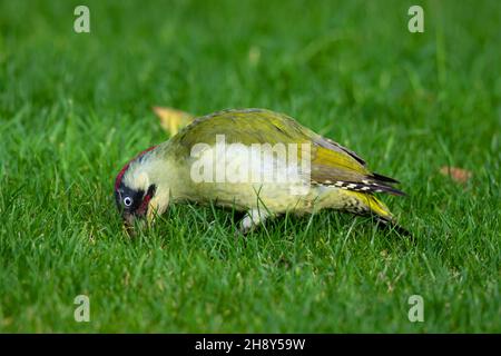 Male Green Wood Pecker auf der Suche nach Ameisen und alles andere Fütterung auf meinem Rasen in Winchcombe Gloucestershire UK Stockfoto