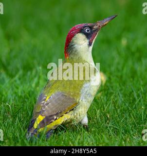 Male Green Wood Pecker auf der Suche nach Ameisen und alles andere Fütterung auf meinem Rasen in Winchcombe Gloucestershire UK Stockfoto