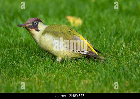 Male Green Wood Pecker auf der Suche nach Ameisen und alles andere Fütterung auf meinem Rasen in Winchcombe Gloucestershire UK Stockfoto