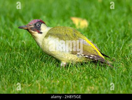 Male Green Wood Pecker auf der Suche nach Ameisen und alles andere Fütterung auf meinem Rasen in Winchcombe Gloucestershire UK Stockfoto