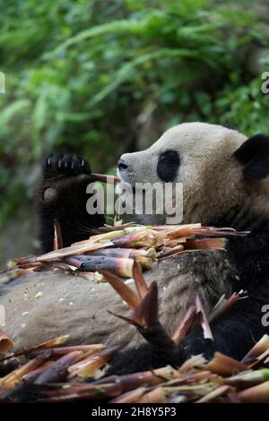 VERÖFFENTLICHUNG: 6. April 2018 TITEL: Pandas STUDIO: IMAX REGIE: David Douglas, Drew Fellman HANDLUNG: In den Bergen von Sichuan, China, verbindet sich ein Forscher mit Qian Qian, einem Panda, der die Natur zum ersten Mal erleben wird. (Bild: © IMAX/Entertainment Picturs) Stockfoto