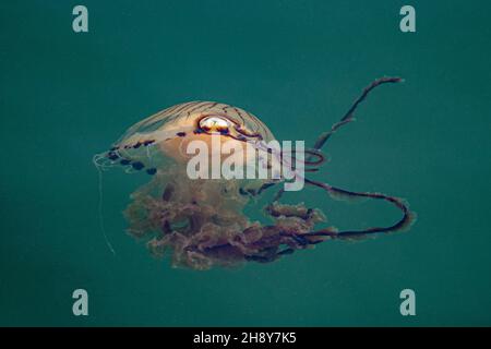 Eine Kompassjellyfish (Chrysaora Hysoscella), die an einem heißen Julitag im Hafen von Mevagissey, Cornwall, Großbritannien, abgebildet wurde. Stockfoto