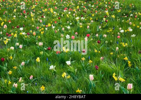 Vielfältige bunte Frühlingsblumen wachsen und blühen im Gras - urbane Wiese Stockfoto