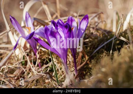 Die Sonne scheint auf der wilden violetten und gelben Iris (Crocus heuffelianus verfärbt) Blüte, die im trockenen Frühlingsgras wächst Stockfoto