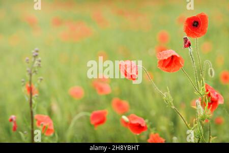 Leuchtend rote wilde Mohnblumen, vom Regen nasse Blütenblätter, die aus grünem unreifen Weizen wachsen Stockfoto