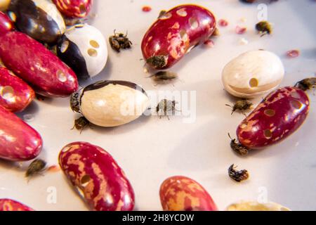 Zerstörte Hülsenfrüchte durch landwirtschaftliche Parasiten - Hülsenfrüchte in Lagerhäusern und Aufzügen, selektiver Fokus Stockfoto