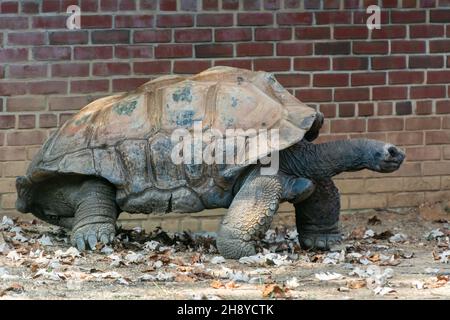 Galapagos-Riesenschildkröte (Chelonoidis niger), die größte lebende Schildkrötenart. Mit Lebensdauern in freier Wildbahn von über 100 Jahren gehören sie zu den Th Stockfoto