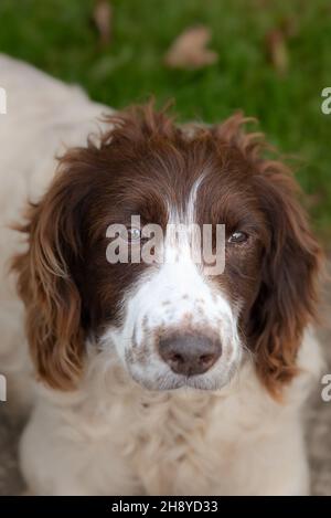 Vertikale Aufnahme eines niedlichen Hundes im Freien Stockfoto