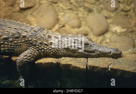 Schlafkrokodil im La Vanille Nature Park auf Mauritius Stockfoto