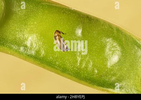 Makrodorsal/teilweise Seitenansicht des False Flower Beetle (Scraptiidae) auf grüner Wattle Seed Pod, Australien Stockfoto