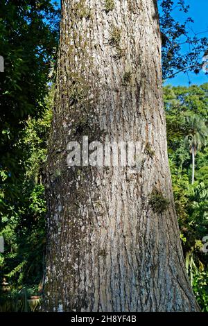 Brasilianischer Mahagoni-Baum oder breitblättriger Mahagoni-Baum (Swietenia macrophylla), Rio de Janeiro Stockfoto