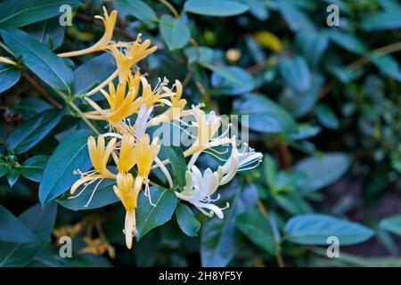 Geißelblumen (Lonicera japonica) im Garten Stockfoto