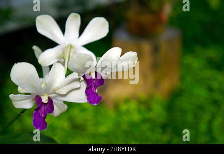 Orchideen im Gewächshaus, Rio, Brasilien Stockfoto