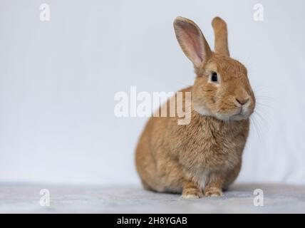 Rufus Kaninchen sitzen oben posiert weißen Hintergrund Kopie Raum Stockfoto