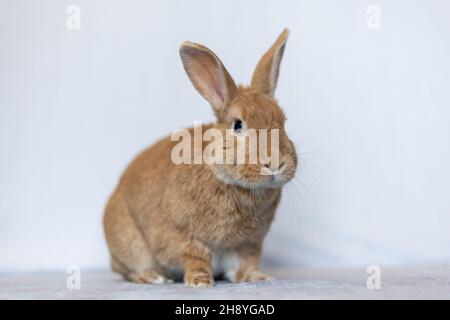 Rufus Kaninchen sitzen oben posiert weißen Hintergrund Kopie Raum Stockfoto