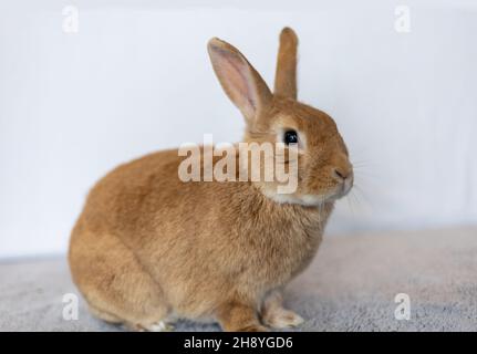 Rufus Kaninchen sitzen oben posiert weißen Hintergrund Kopie Raum Stockfoto