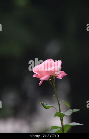 Eine einzelne rosa Rose vor einem gedämpften Hintergrund Stockfoto