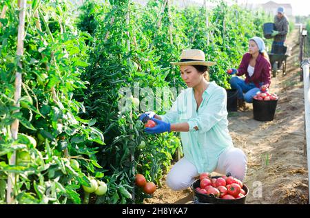Asiatische Farmarbeiterin sammelt Ernte von rosa Tomaten Stockfoto