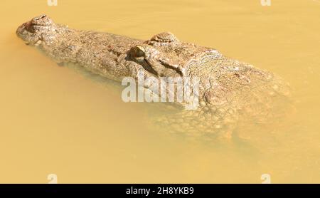 Ein westafrikanisches Krokodil (Crocodylus suchus) schwimmt in einem Bach und wartet auf Reste eines lokalen Restaurants. Marakissa, Republik Gambia. Stockfoto