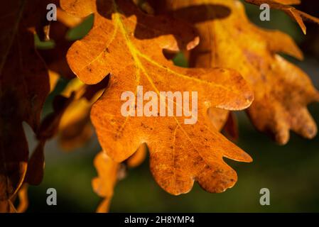 Selektive Aufnahme von Eichenblättern im Sonnenlicht im Herbst Stockfoto