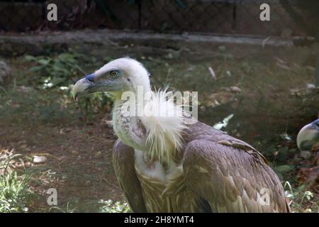 Wunderschöne Aufnahme eines Griffon-Geiers in seinem Käfig in einem Zoo Stockfoto