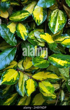 Nahaufnahme von schönen Blättern des bunten Elaeagnus pungens 'maculata' im Garten Stockfoto