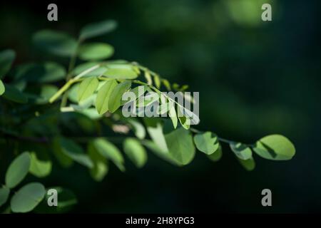 Bild eines Zweiges und Blätter einer europäischen Akazie. Akazie, allgemein bekannt als Wattbäume oder Akazien, ist eine große Gattung von Sträuchern und Bäumen im su Stockfoto