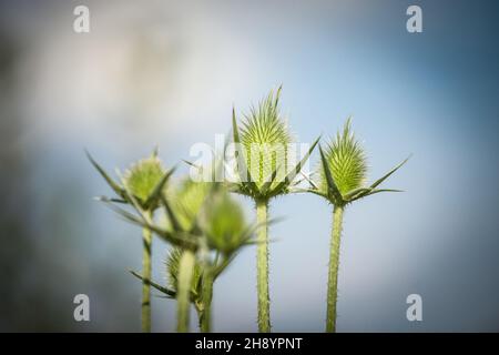 Bild einer grünen Milchdistel im Winter. Auch Silybum marianum oder Milchdistel genannt, ist diese Art eine jährliche oder zweijährige Pflanze der Familie AS Stockfoto