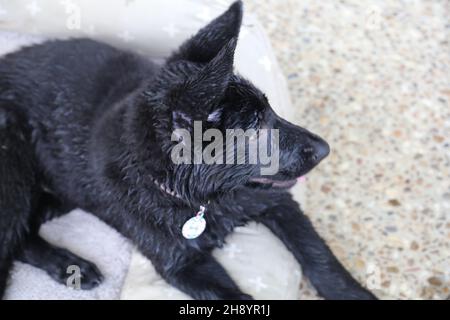 Deutsch Shepard Welpen Stockfoto