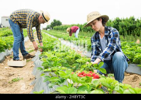 Gruppe von Landarbeitern, die Erdbeeren auf dem Feld ernten Stockfoto