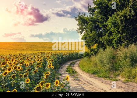 Sommerlandschaft mit Sonnenblumen und schönem Himmel. Land Feldweg entlang des Feldes. Malerisches Sonnenblumenfeld Stockfoto