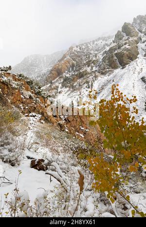 Herbstfarben und frischer Schnee im Lundy Canyon Stockfoto