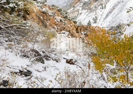 Herbstfarben und frischer Schnee im Lundy Canyon Stockfoto