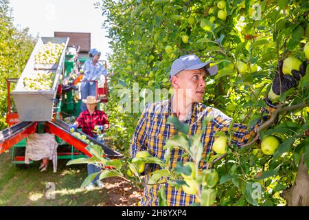 Landwirt pflücken reife Äpfel im Obstgarten auf der automatischen Ernteplattform Stockfoto