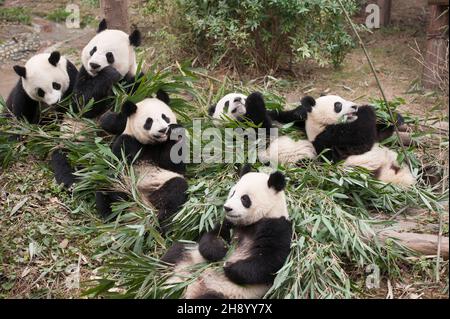 VERÖFFENTLICHUNG: 6. April 2018 TITEL: Pandas STUDIO: IMAX REGIE: David Douglas, Drew Fellman HANDLUNG: In den Bergen von Sichuan, China, verbindet sich ein Forscher mit Qian Qian, einem Panda, der die Natur zum ersten Mal erleben wird. (Bild: © IMAX/Entertainment Picturs) Stockfoto
