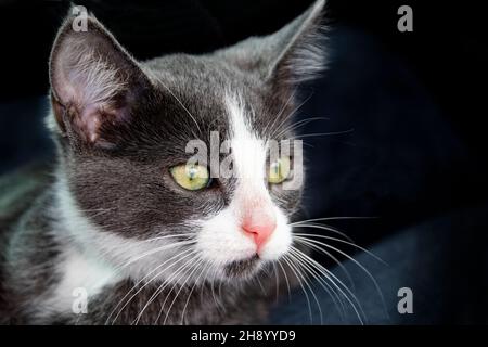 Graues und weißes Kätzchen aus der Nähe des Gesichts, das genau rechts von der Kamera aussieht, klare Whisker auf dunklem Hintergrund Stockfoto