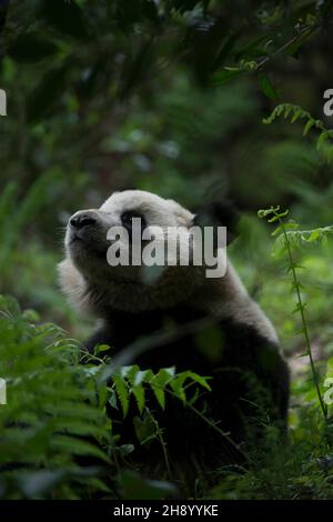 VERÖFFENTLICHUNG: 6. April 2018 TITEL: Pandas STUDIO: IMAX REGIE: David Douglas, Drew Fellman HANDLUNG: In den Bergen von Sichuan, China, verbindet sich ein Forscher mit Qian Qian, einem Panda, der die Natur zum ersten Mal erleben wird. (Bild: © IMAX/Entertainment Picturs) Stockfoto