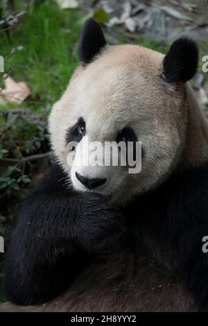 VERÖFFENTLICHUNG: 6. April 2018 TITEL: Pandas STUDIO: IMAX REGIE: David Douglas, Drew Fellman HANDLUNG: In den Bergen von Sichuan, China, verbindet sich ein Forscher mit Qian Qian, einem Panda, der die Natur zum ersten Mal erleben wird. (Bild: © IMAX/Entertainment Picturs) Stockfoto