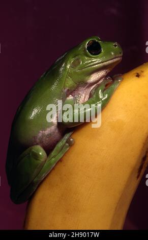 SEITENANSICHT EINES AUSTRALISCHEN GRÜNEN BAUMFROSCHES (LITORIA SP) AUF EINER BANANE Stockfoto