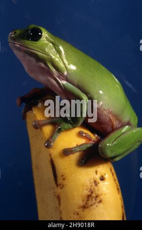 SEITENANSICHT EINES AUSTRALISCHEN GRÜNEN BAUMFROSCHES (LITORIA SP) AUF EINER BANANE Stockfoto