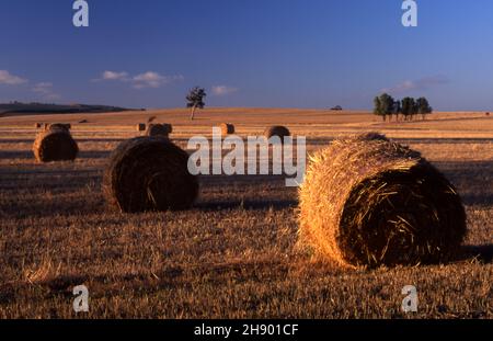 LÄNDLICHE SZENE MIT RUNDEN HEUBALLEN, DIE ZUR SAMMLUNG BEREIT SIND, FLEURIEU PENINSULA IN SÜDAUSTRALIEN. Stockfoto
