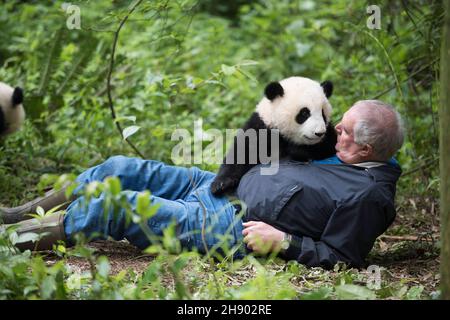 VERÖFFENTLICHUNG: 6. April 2018 TITEL: Pandas STUDIO: IMAX REGIE: David Douglas, Drew Fellman HANDLUNG: In den Bergen von Sichuan, China, verbindet sich ein Forscher mit Qian Qian, einem Panda, der die Natur zum ersten Mal erleben wird. (Bild: © IMAX/Entertainment Picturs) Stockfoto