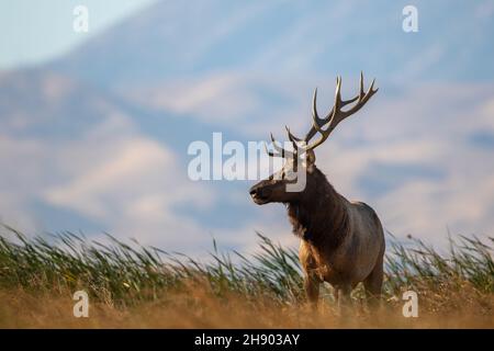 Der große Bullenelch durchstreift die Sümpfe des Grizzly Island Wildlife Area in Kalifornien Stockfoto