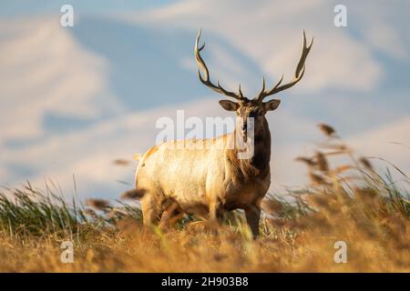 Der große Bullenelch durchstreift die Sümpfe des Grizzly Island Wildlife Area in Kalifornien Stockfoto