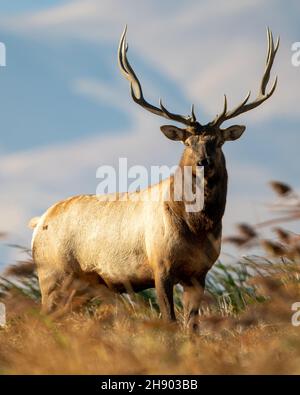 Der große Bullenelch durchstreift die Sümpfe des Grizzly Island Wildlife Area in Kalifornien Stockfoto