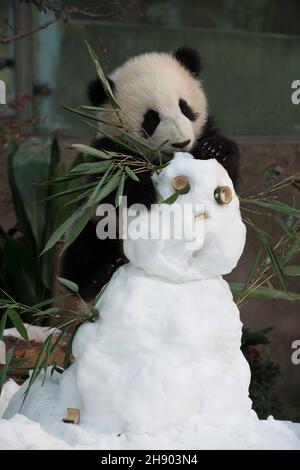 VERÖFFENTLICHUNG: 6. April 2018 TITEL: Pandas STUDIO: IMAX REGIE: David Douglas, Drew Fellman HANDLUNG: In den Bergen von Sichuan, China, verbindet sich ein Forscher mit Qian Qian, einem Panda, der die Natur zum ersten Mal erleben wird. (Bild: © IMAX/Entertainment Picturs) Stockfoto