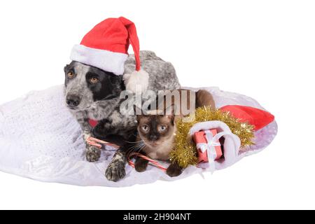 Schwarz-weiß getupfter Hund mit Weihnachtsmann-Hut neben einer siamesischen Katze mit Zuckerrohr; Weihnachtsfreundschaft Stockfoto