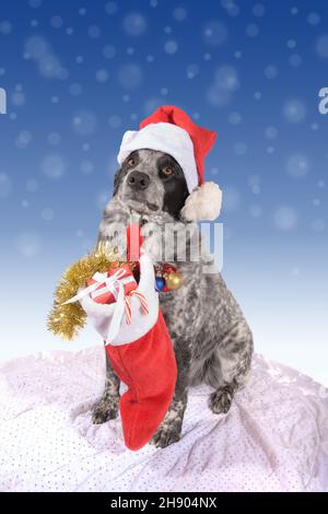 Der beste Helfer des Weihnachtsmannes, ein schwarz-weiß gefleckter Hund, der einen Weihnachtsstrumpf mit Geschenken hält und einen Weihnachtsmütze trägt; auf winterlichem blau-weißem Bokeh Stockfoto