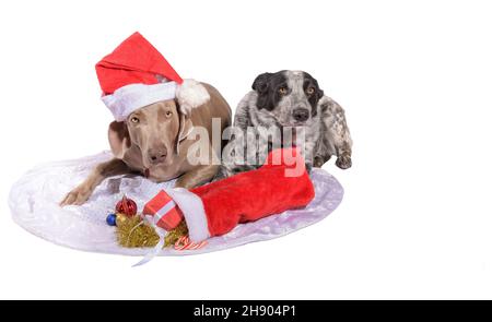 Zwei Hunde in Weihnachtsstimmung, einer trägt einen Weihnachtsmütze, mit Ornamenten und einem Strumpf voller Geschenke vor ihnen; auf weißem Hintergrund mit Copy Spa Stockfoto